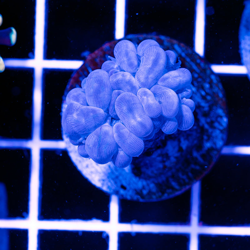 Blue Branching Bubble Coral