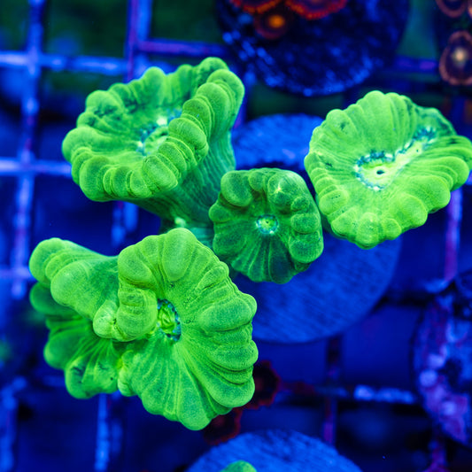 Kryptonite Trumpet Coral #1