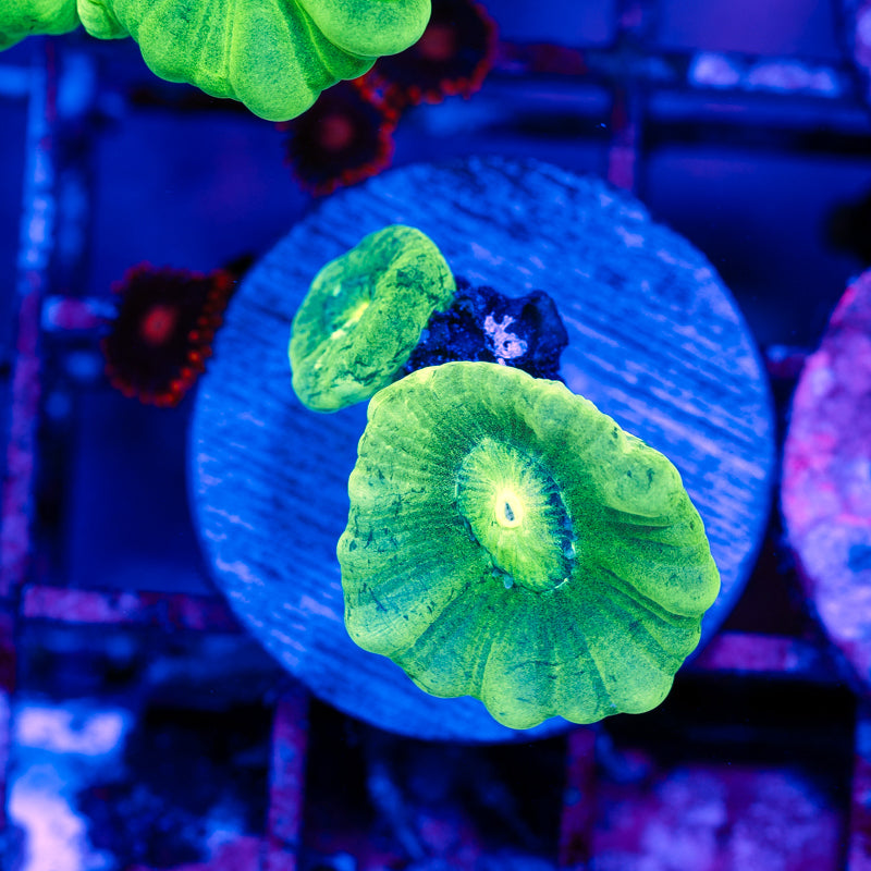 Kryptonite Trumpet Coral #2