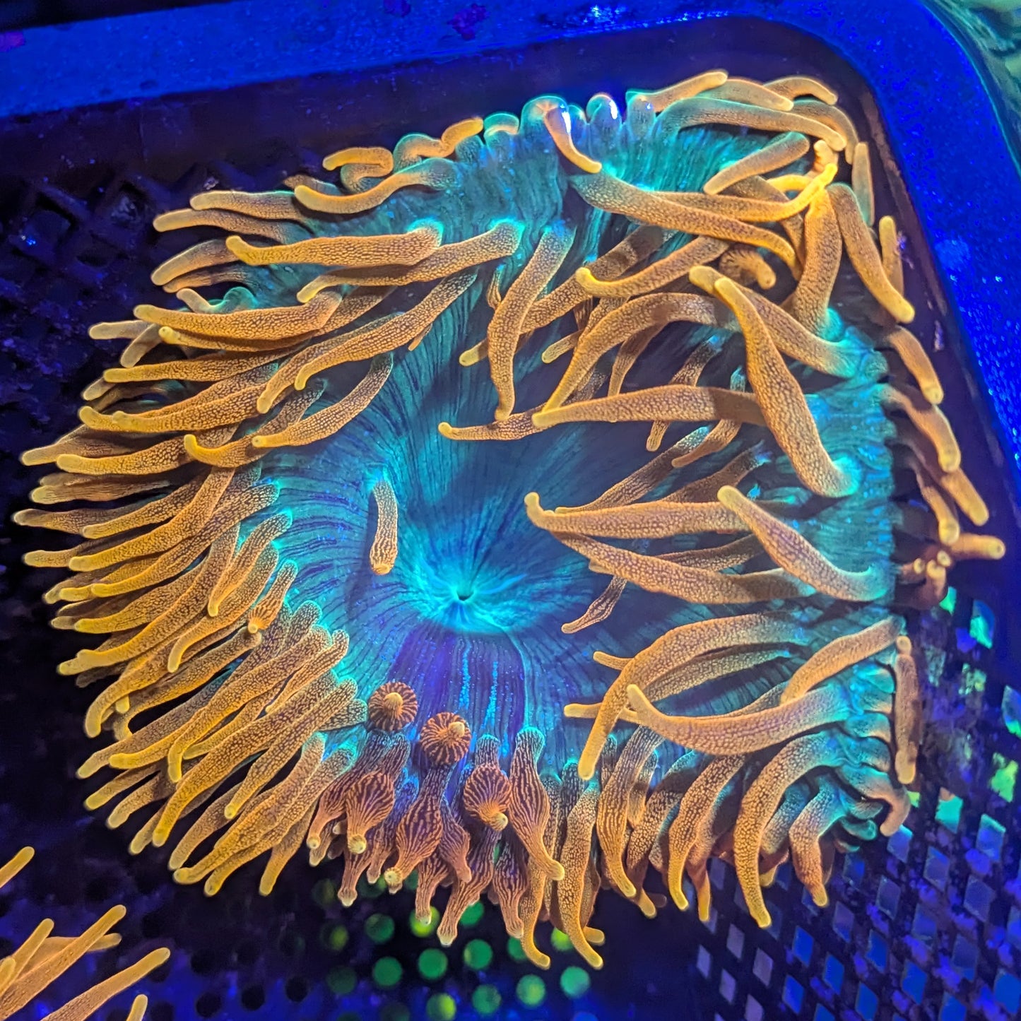 OG Colorado Sunburst Anemone #3