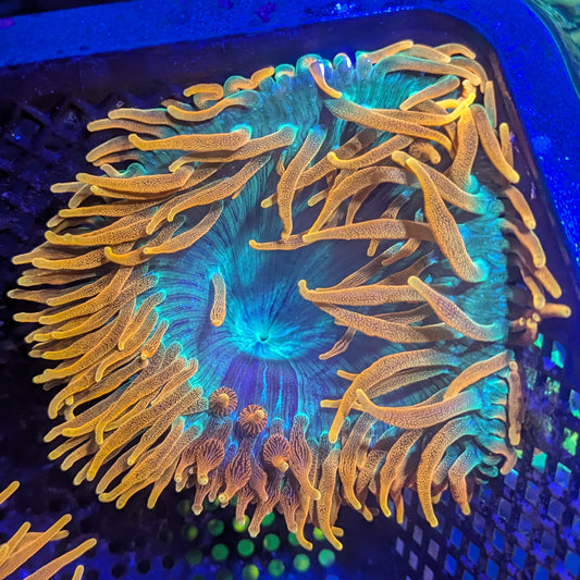 OG Colorado Sunburst Anemone #3