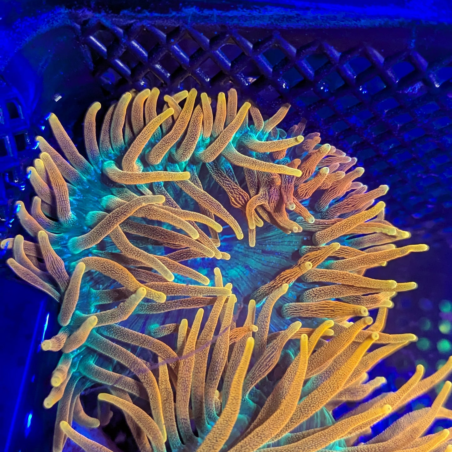 OG Colorado Sunburst Anemone #2