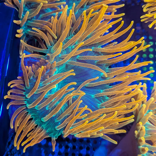 OG Colorado Sunburst Anemone #4