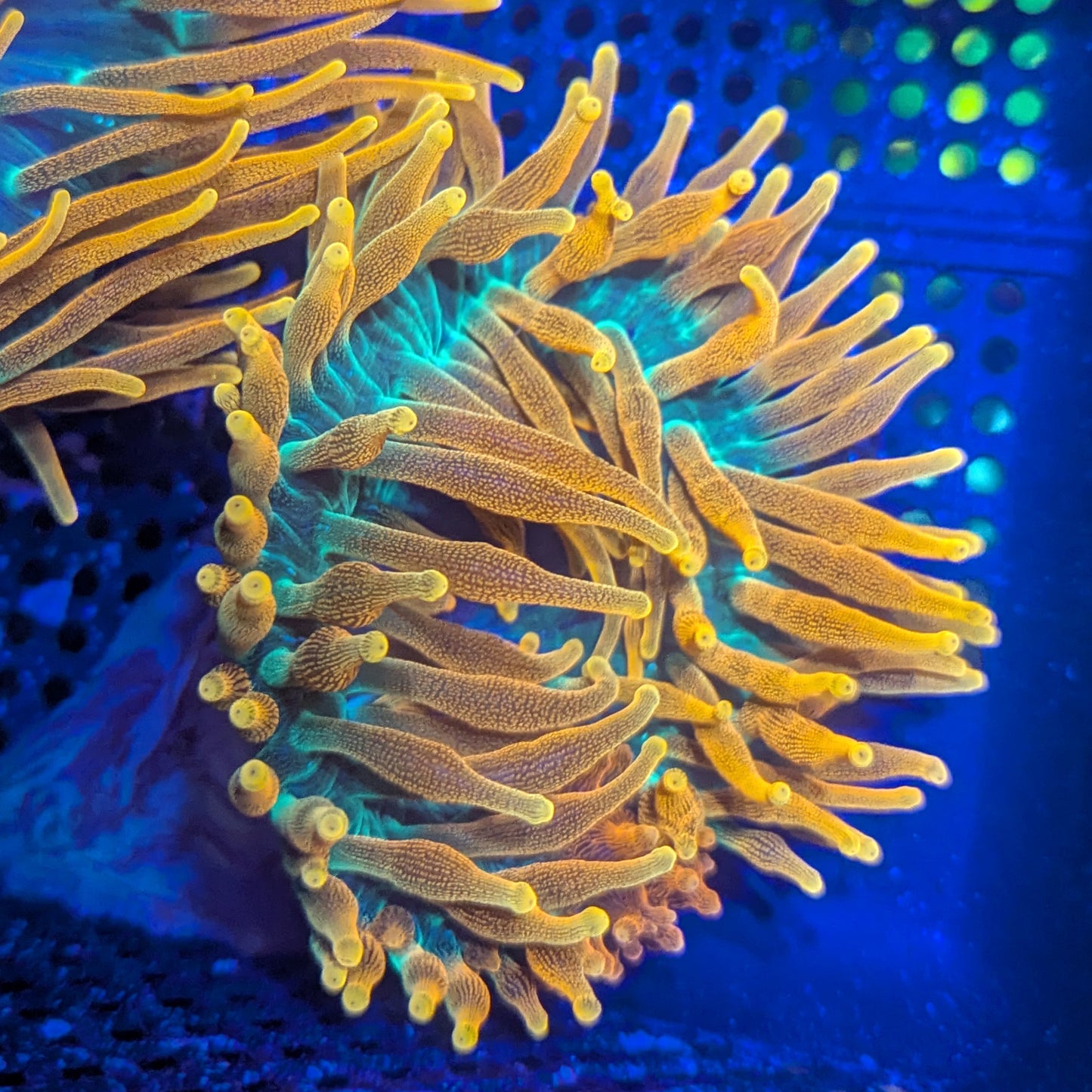 OG Colorado Sunburst Anemone #1