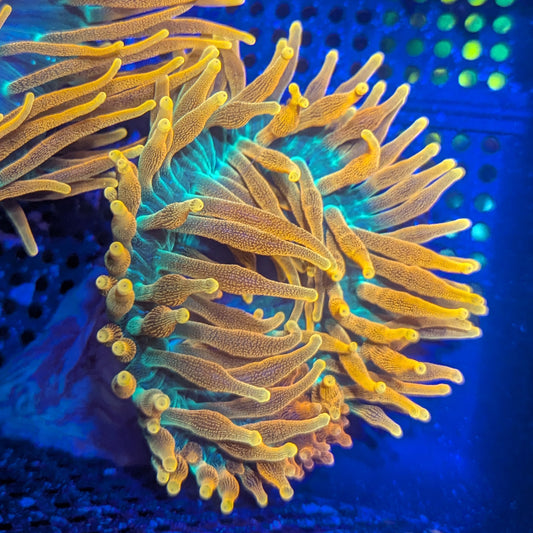 OG Colorado Sunburst Anemone #1