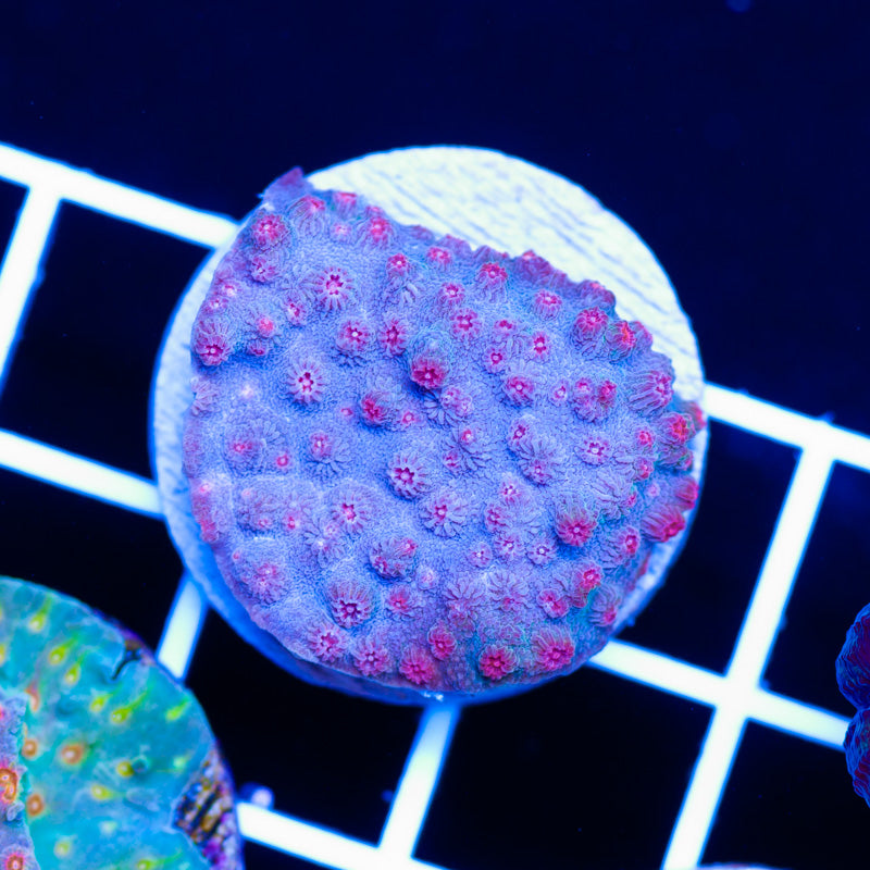 ATL Red Star Cyphastrea
