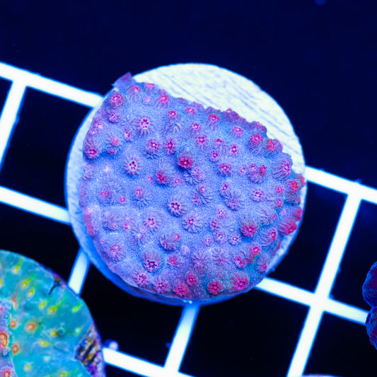 ATL Red Star Cyphastrea