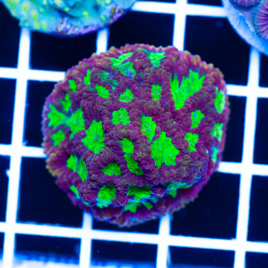 Toxic Eye Favia