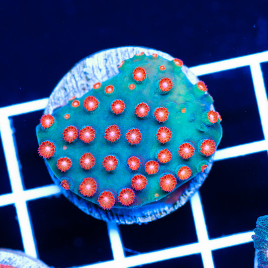 JF Jinglebells Cyphastrea