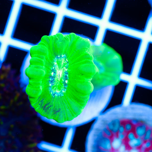 Kryptonite Trumpet Coral