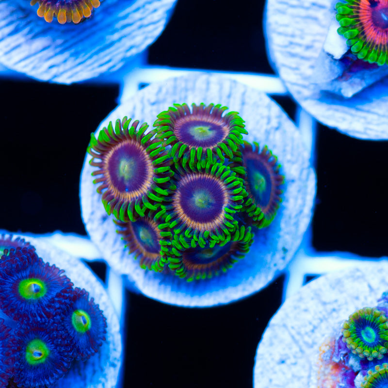 Raspberry Limes