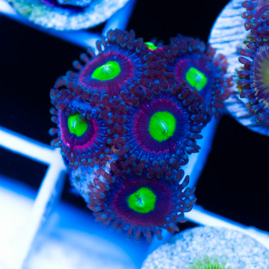 WWC Bubblicious