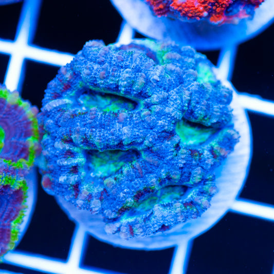 Acan #2