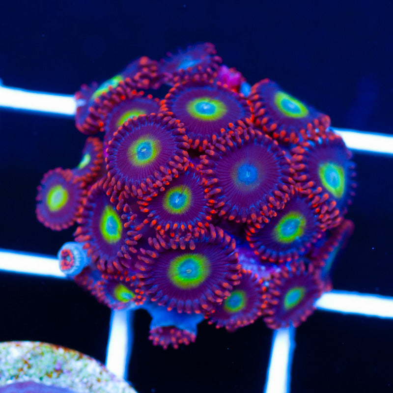 Circus Zoanthids