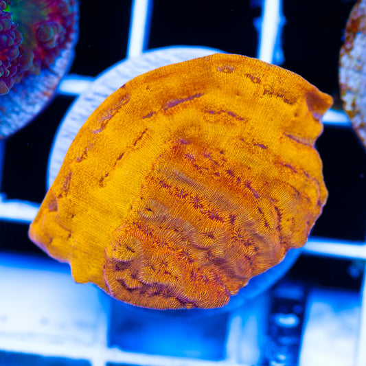 CC Tangerine Lepto