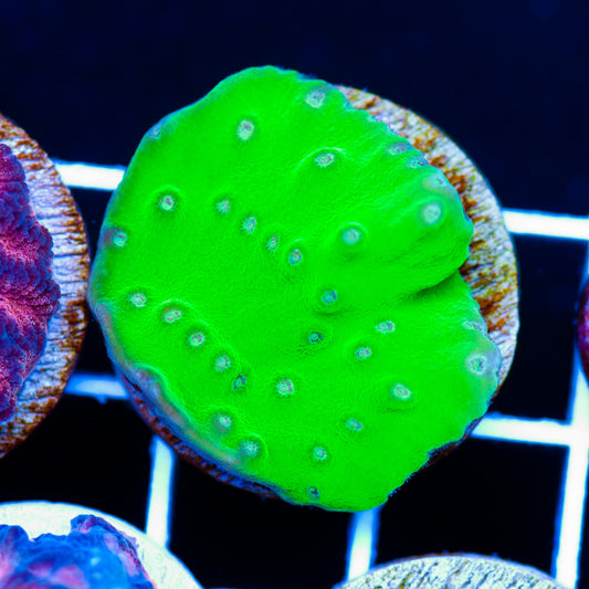 Nuclear Green Turbinaria