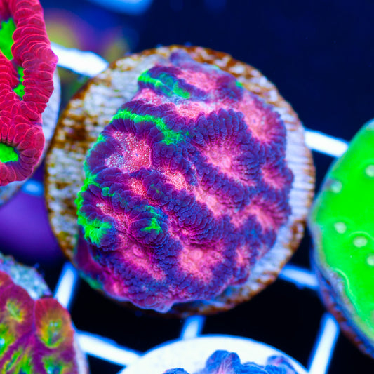WWC Bejeweled Favia