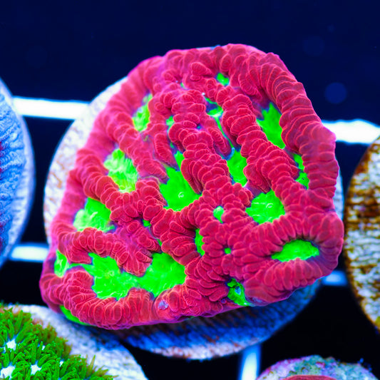 CC Wild Cherry Favia