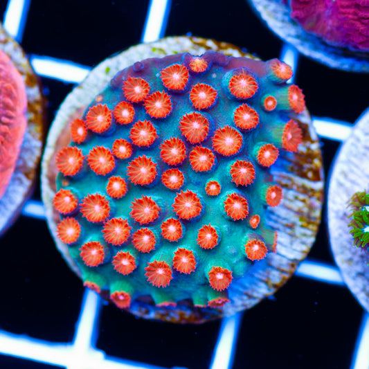 JF Jinglebells Cyphastrea