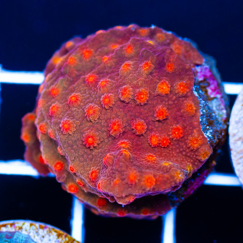 CC Solar Flare Cyphastrea