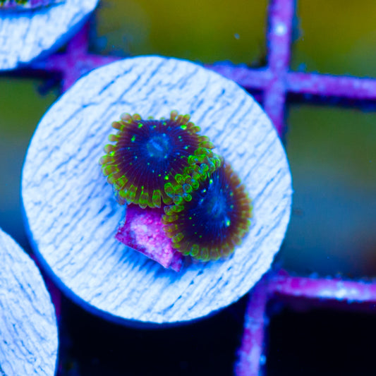 Exospheres