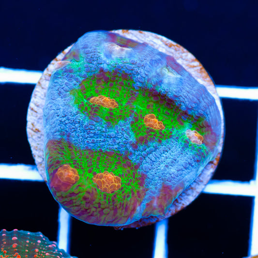 CC Pandora Chalice