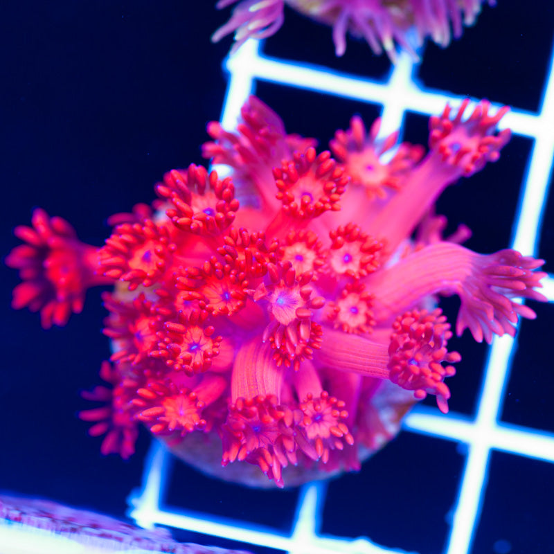 ORA Ultra Red Goniopora