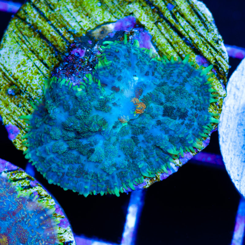 CC YKYWM Too Shroom