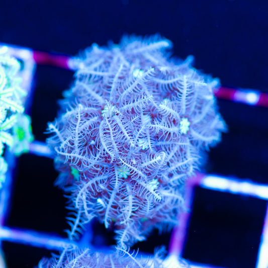 Snowflake Pipe Organ