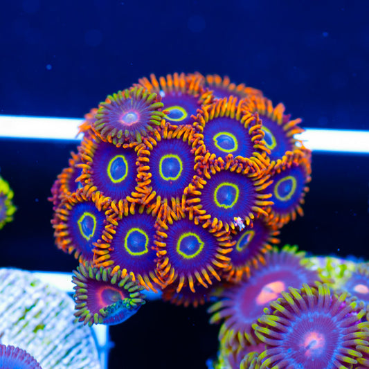 Rainbow Hornets