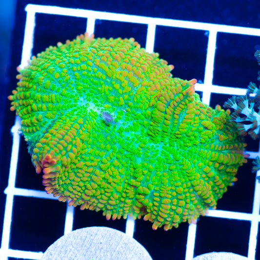 ACI Tequila Sunrise Shroom