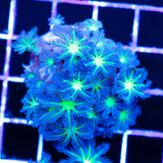 Alieneye Clove Polyps