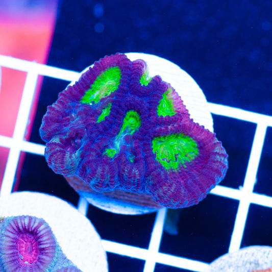 Funky Favia