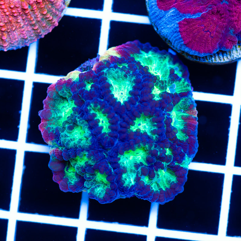 JF Psycho Rainbow Favia