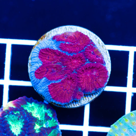 CC Blood Moon Favia