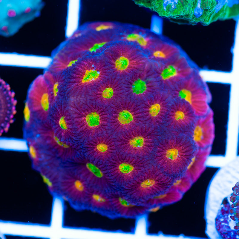 CC Rainbow Tempest Favia