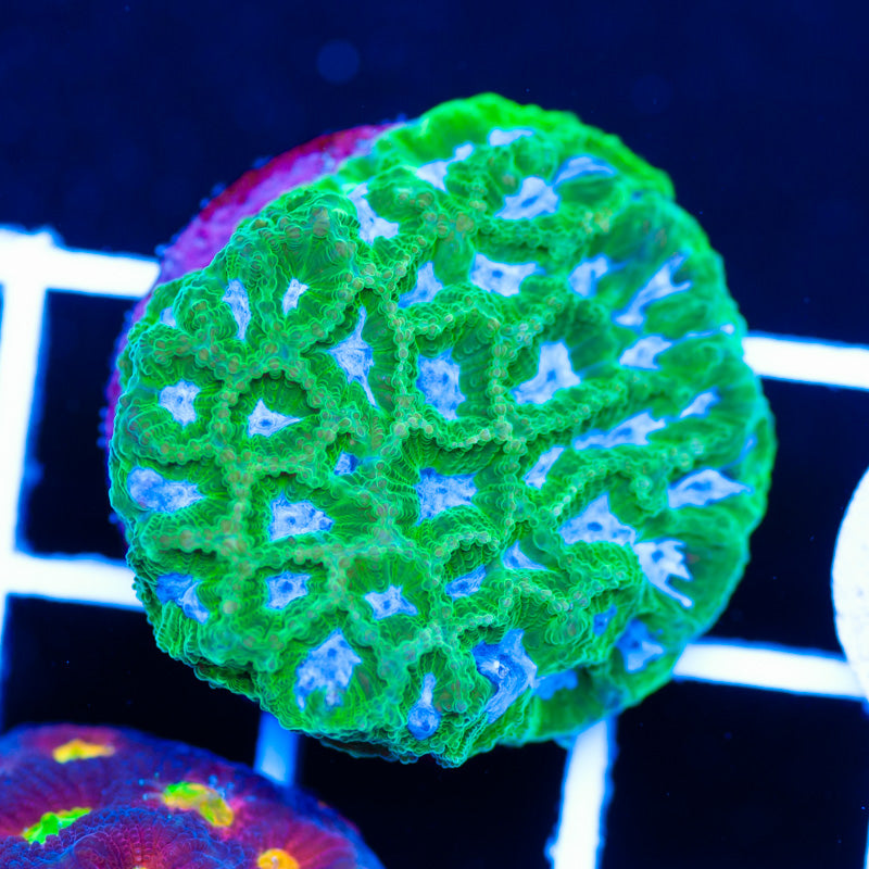 CC Midori Melon Favia