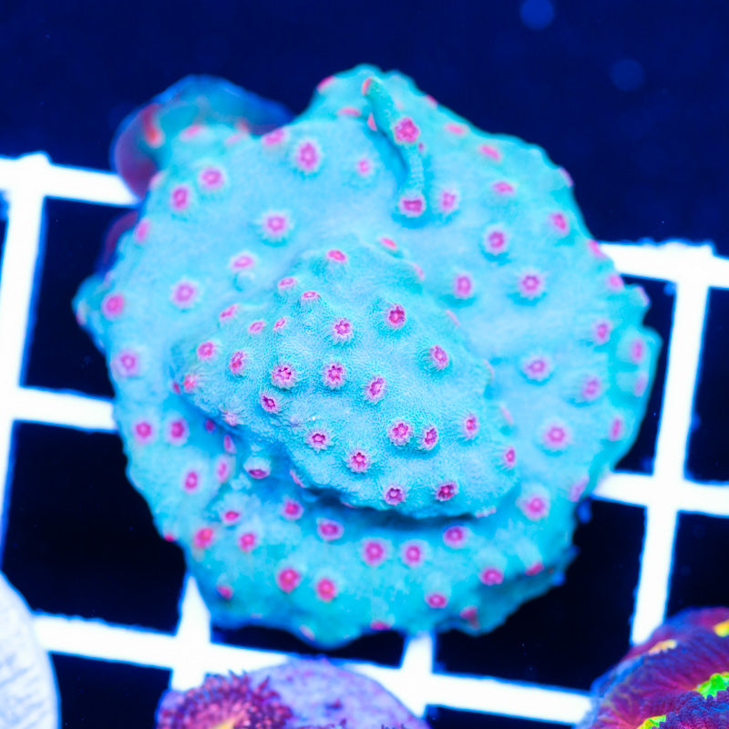 Mumy Eye Cyphastrea