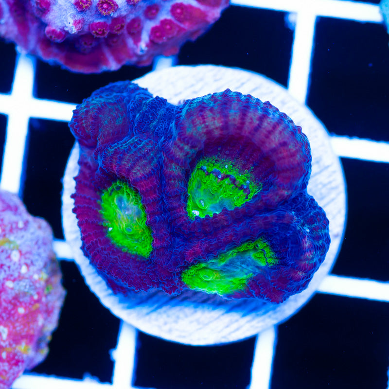Funky Favia