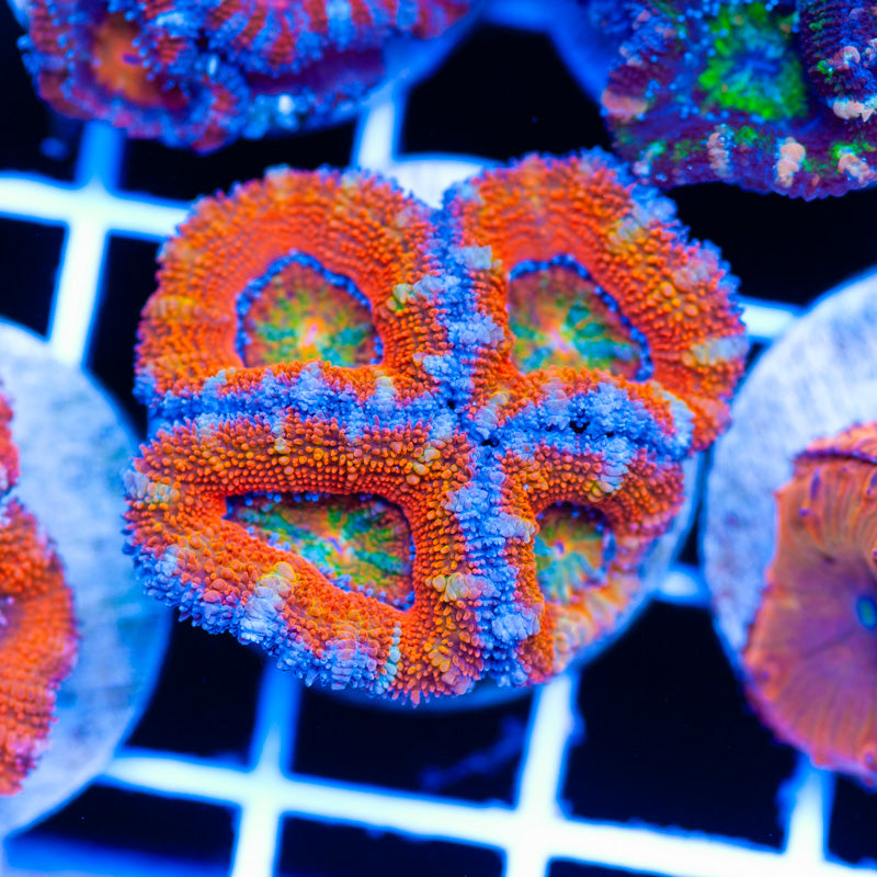 Rainbow Acan