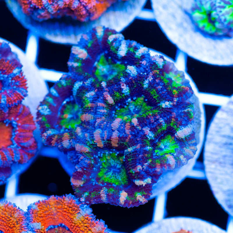 Acan #1