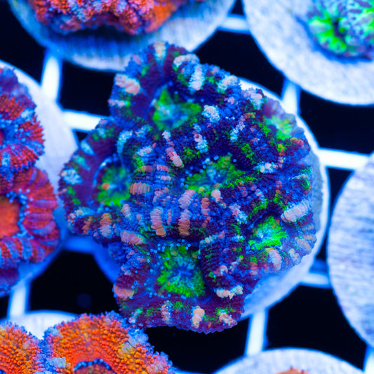 Acan #1
