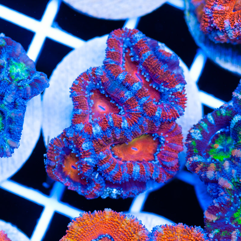 Acan #3