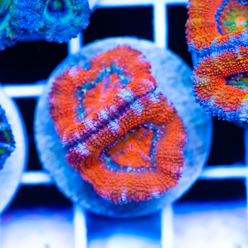 Acan #4