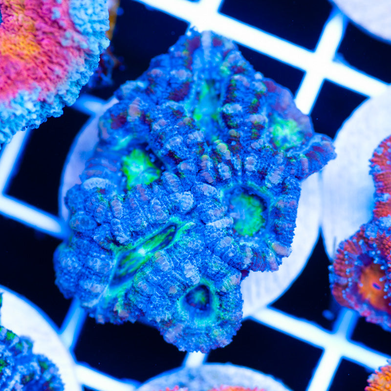Acan #5
