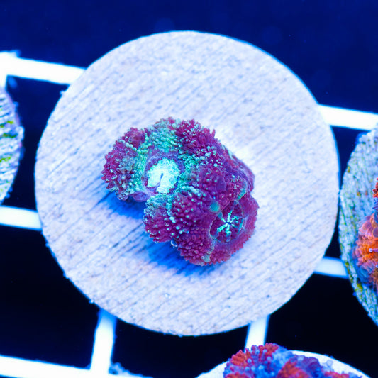 Awesome Asian Acan