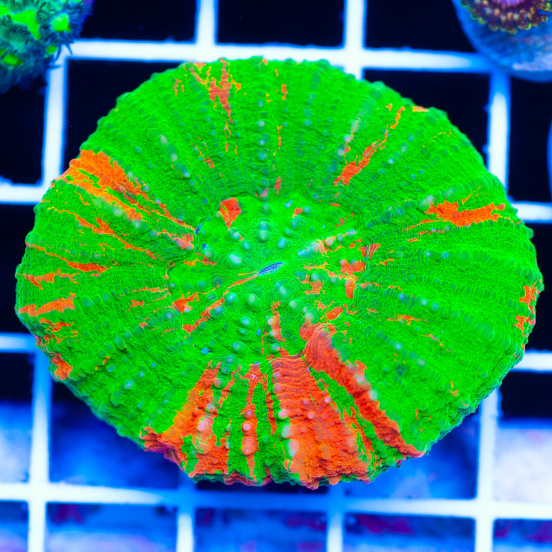 Bleeding Apple Scoly #2