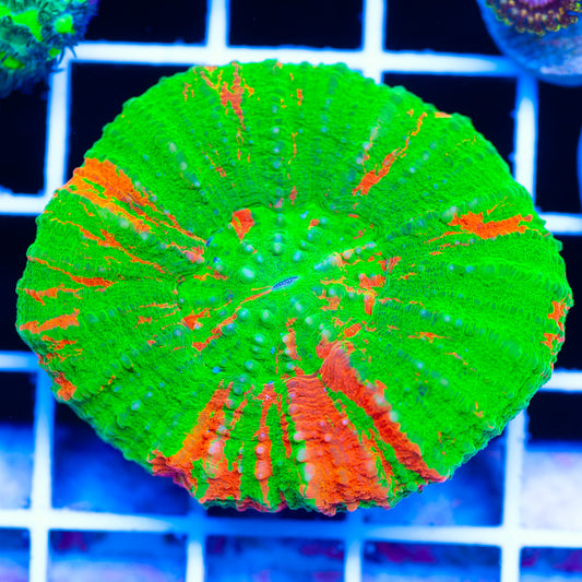 Bleeding Apple Scoly #2
