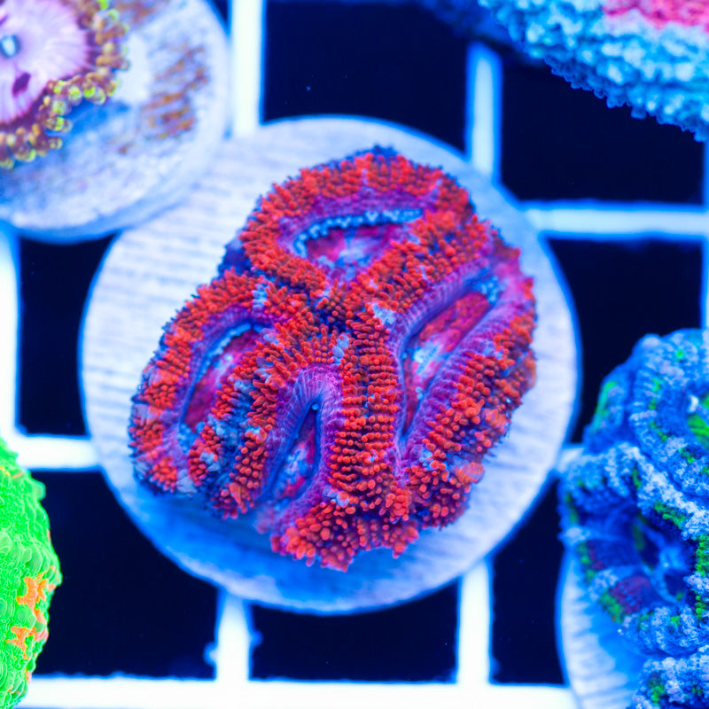 Acan #7
