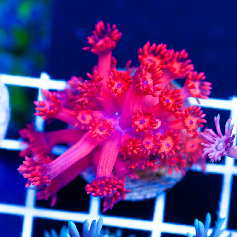 ORA Ultra Red Goniopora #1